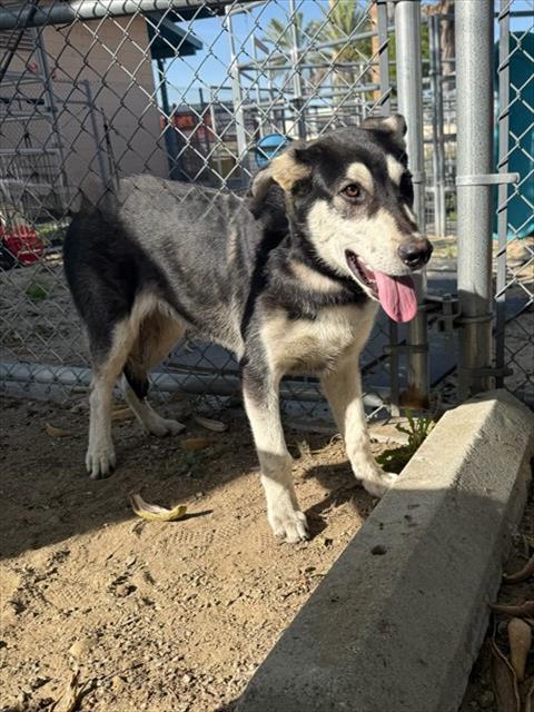 A5762591, an adoptable Siberian Husky in Baldwin Park, CA