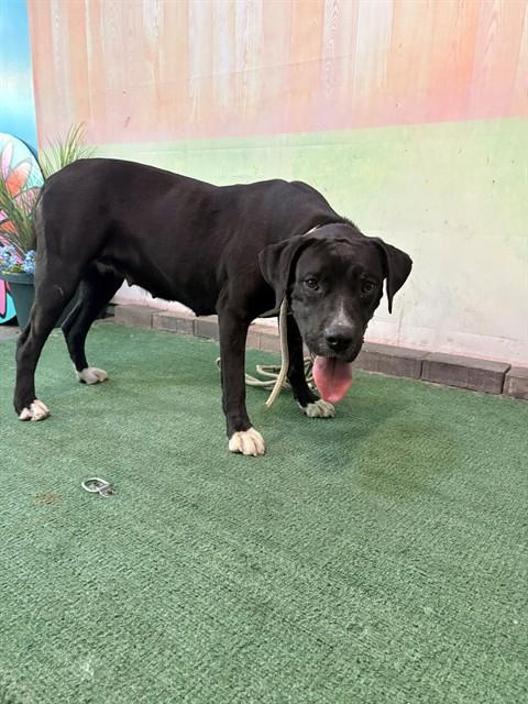 ROSIE, an adoptable Pit Bull Terrier in Baldwin Park, CA