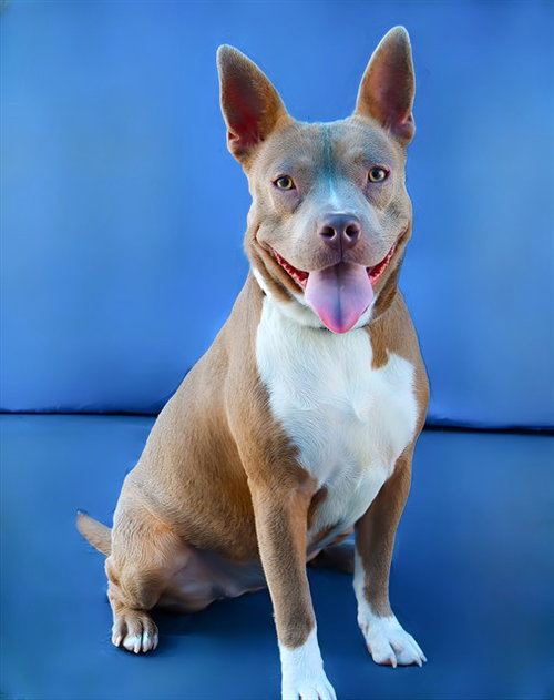 POTATO, an adoptable Pit Bull Terrier in Baldwin Park, CA