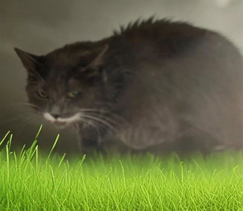 NANI, an adoptable Domestic Medium Hair in Baldwin Park, CA