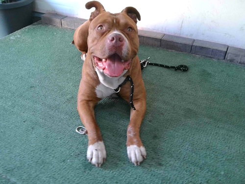 A5762650, an adoptable Pit Bull Terrier in Baldwin Park, CA