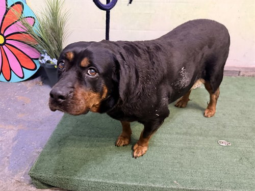 DIVA, an adoptable Rottweiler in Baldwin Park, CA
