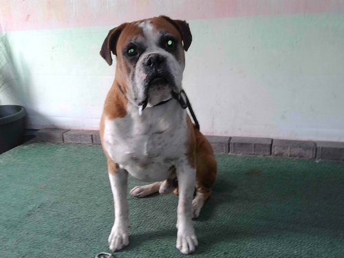 LT, an adoptable Boxer in Baldwin Park, CA