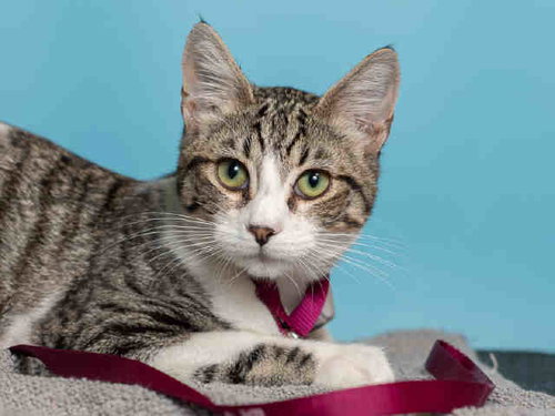 MAX, an adoptable Domestic Short Hair in Baldwin Park, CA