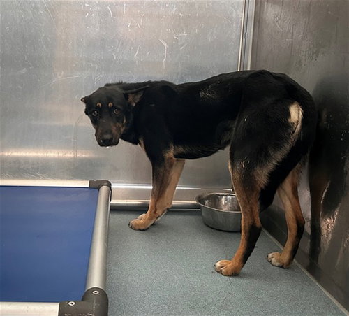 MOON, an adoptable German Shepherd Dog in Baldwin Park, CA