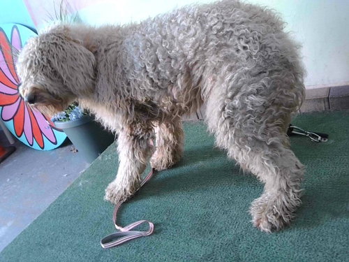 A5765488, an adoptable Poodle in Baldwin Park, CA