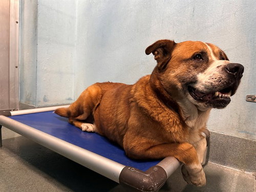 BEAR, an adoptable Akita in Baldwin Park, CA