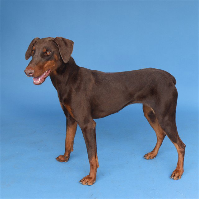 KIMBER
