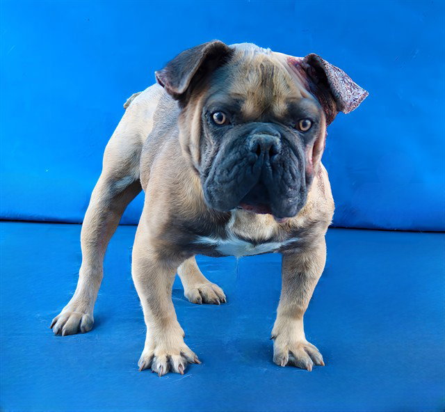 VITO