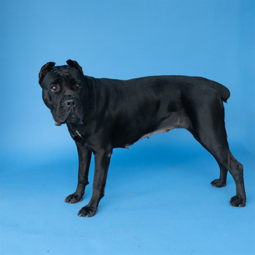 ZARA, an adoptable Cane Corso Mastiff in Baldwin Park, CA