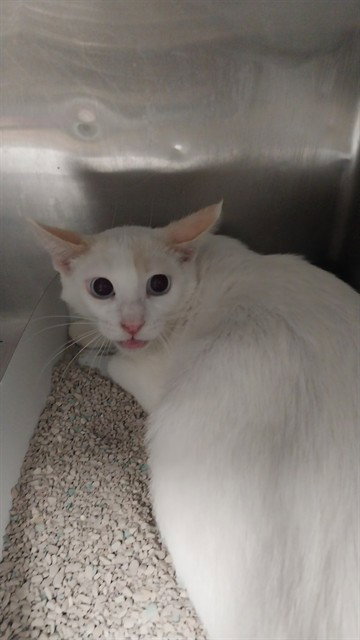 picture of the cat needing adoption