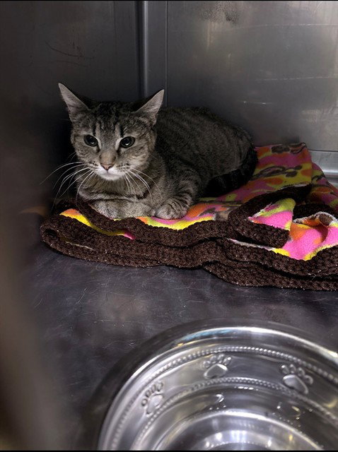 QUEEN, Adult Domestic Short Hair / Mixed (medium coat), cat for adoption in Westminster, California