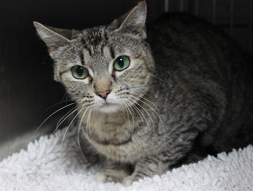QUEEN, Adult Domestic Short Hair / Mixed (medium coat), cat for adoption in Alhambra, California