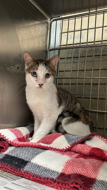 picture of the cat needing adoption