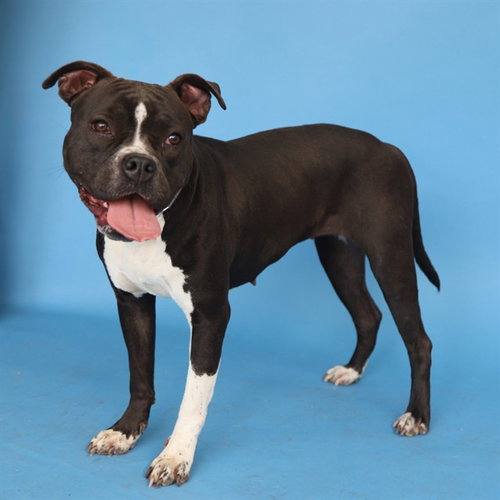 LILLY, an adoptable Boxer in Baldwin Park, CA