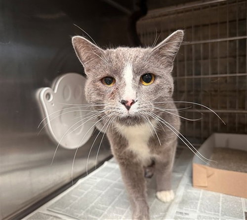 THORN, Adult Domestic Short Hair (medium coat), cat for adoption in Westminster, California
