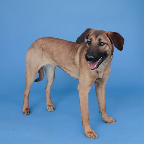 PAYTON, an adoptable Carolina Dog in Baldwin Park, CA