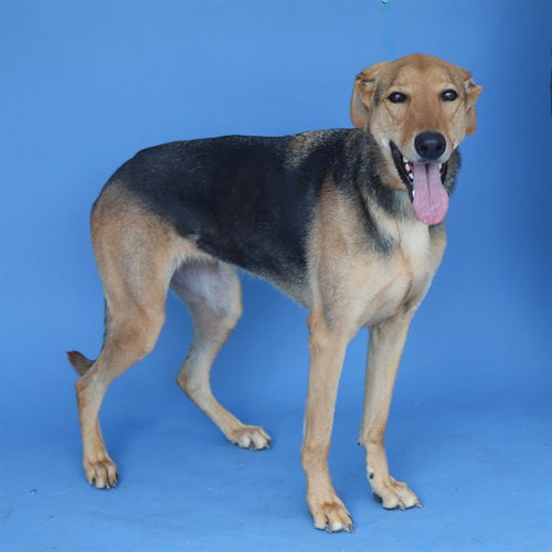 LUNA, an adoptable Rhodesian Ridgeback in Baldwin Park, CA