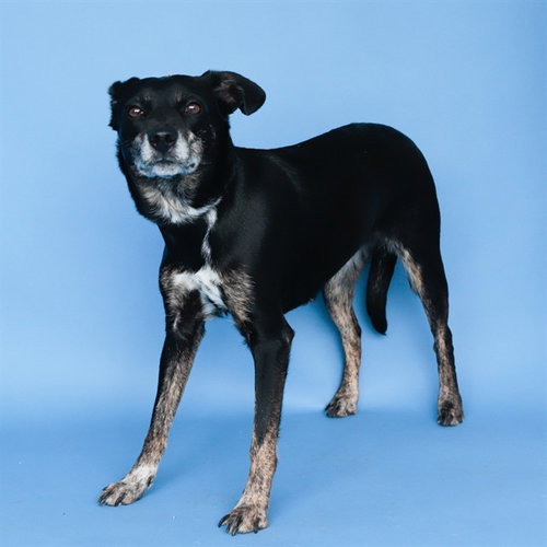 DOJA, an adoptable Jack Russell Terrier in Baldwin Park, CA