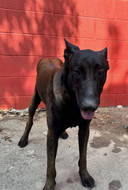 RAY, an adoptable Belgian Shepherd Malinois in Baldwin Park, CA