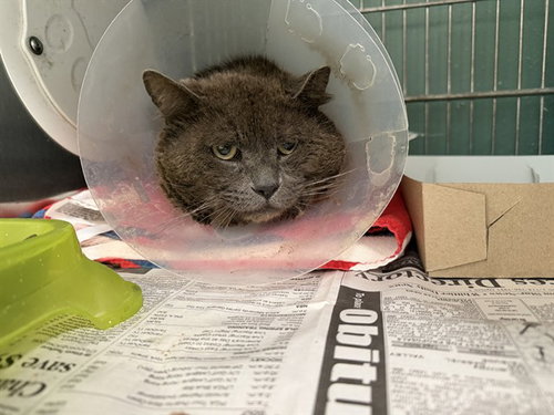 ARGYLE, Senior Domestic Short Hair (medium coat), cat for adoption in Westminster, California