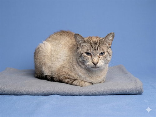 A5769270, Senior Domestic Short Hair (medium coat), cat for adoption in Westminster, California