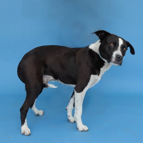 ABE, an adoptable Pit Bull Terrier in Baldwin Park, CA