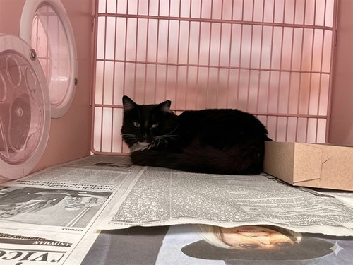 LITTEN, Adult Domestic Medium Hair / Mixed (medium coat), cat for adoption in Westminster, California