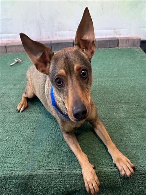 RIN TIN TIN, an adoptable Terrier in Baldwin Park, CA