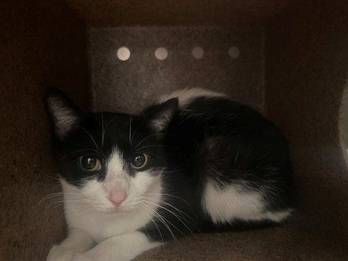 ROBIN, Adult Domestic Short Hair / Mixed (medium coat), cat for adoption in Westminster, California