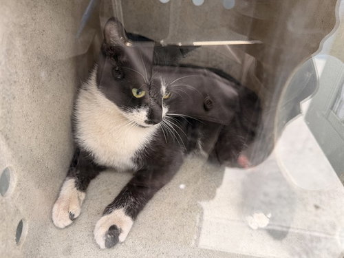 SASHA, Young Domestic Short Hair (medium coat), cat for adoption in Brea, California