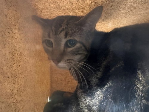 PANCHO, Adult Domestic Short Hair (medium coat), cat for adoption in Brea, California