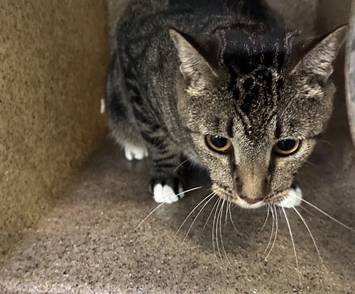 CHANCE, Adult Domestic Short Hair (medium coat), cat for adoption in Alhambra, California