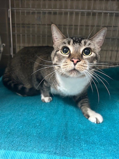 ZOEY, Adult Domestic Short Hair (medium coat), cat for adoption in Alhambra, California