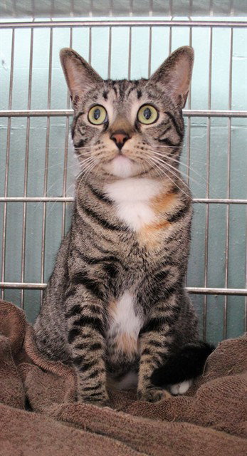 LINX, Adult Domestic Short Hair (medium coat), cat for adoption in Alhambra, California