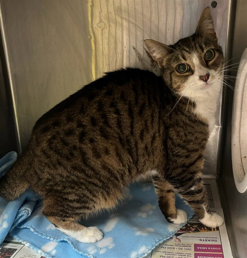 TIGER, Senior Domestic Medium Hair (medium coat), cat for adoption in Alhambra, California