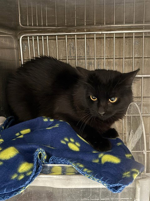 OPI, Young Domestic Medium Hair (medium coat), cat for adoption in Alhambra, California