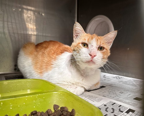 JAMESON, Adult Domestic Short Hair (medium coat), cat for adoption in Alhambra, California