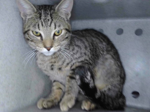 COOPER, Young Domestic Short Hair (medium coat), cat for adoption in Alhambra, California