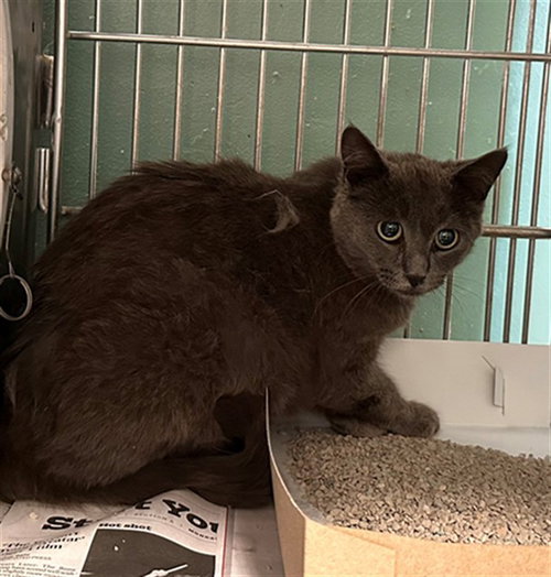 A5769237, Young Domestic Short Hair (medium coat), cat for adoption in Alhambra, California