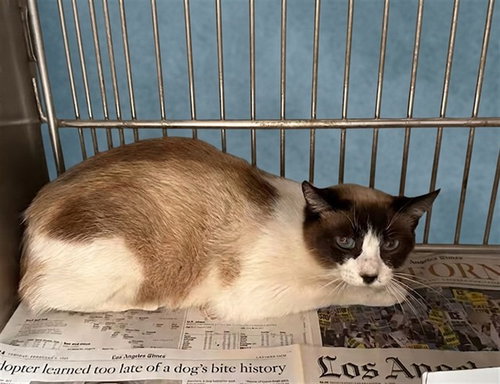 SCARLETT, Adult Siamese / Mixed (medium coat), cat for adoption in Alhambra, California