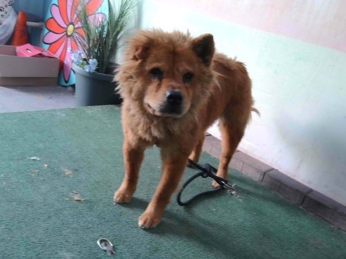 MOCHA, an adoptable Chow Chow in Baldwin Park, CA