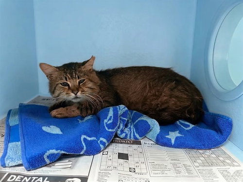 TIGER, Senior Domestic Medium Hair / Mixed (medium coat), cat for adoption in Alhambra, California