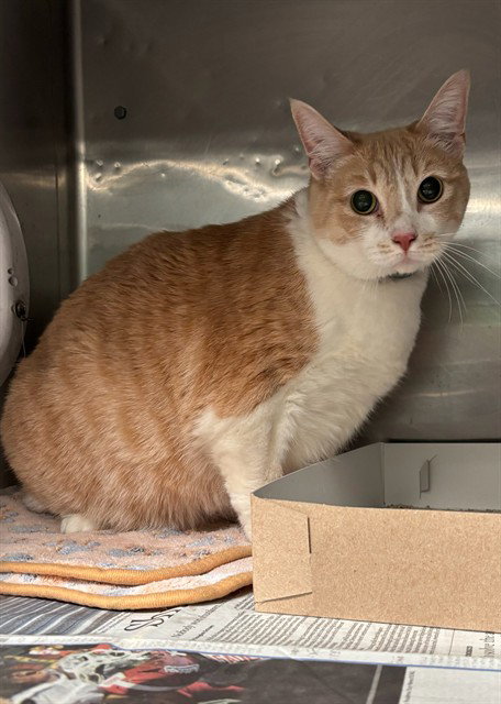 FEATHER, Adult Domestic Short Hair (medium coat), cat for adoption in Alhambra, California