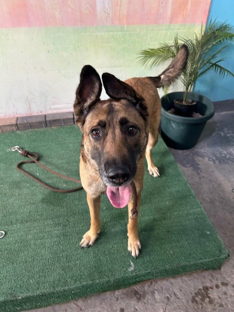 ROSIE, an adoptable German Shepherd Dog in Baldwin Park, CA