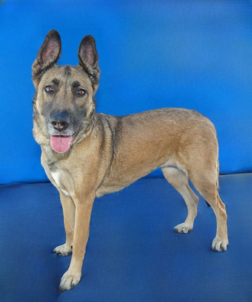 ROSIE, an adoptable German Shepherd Dog in Baldwin Park, CA