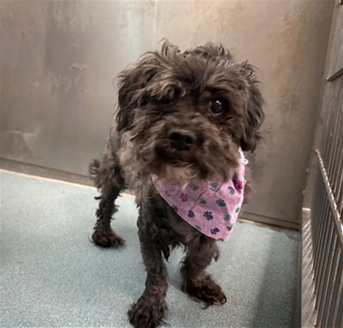 MIDNIGHT, an adoptable Maltese in Baldwin Park, CA