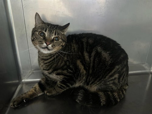 GIZZY, Adult Domestic Short Hair (medium coat), cat for adoption in Alhambra, California
