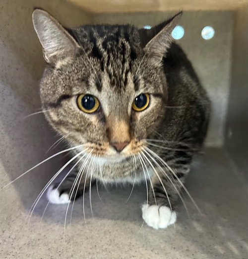 CHUNKS, Adult Domestic Short Hair (medium coat), cat for adoption in Alhambra, California