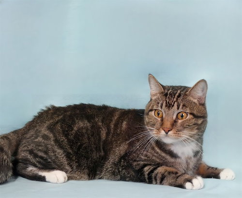 CHUNKS, Adult Domestic Short Hair (medium coat), cat for adoption in Paramount, California